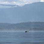   - 
 / Humpback Whales - from distance